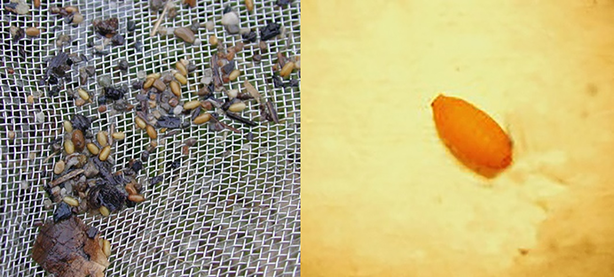 Pupae BB Maggot Figure 5.jpg